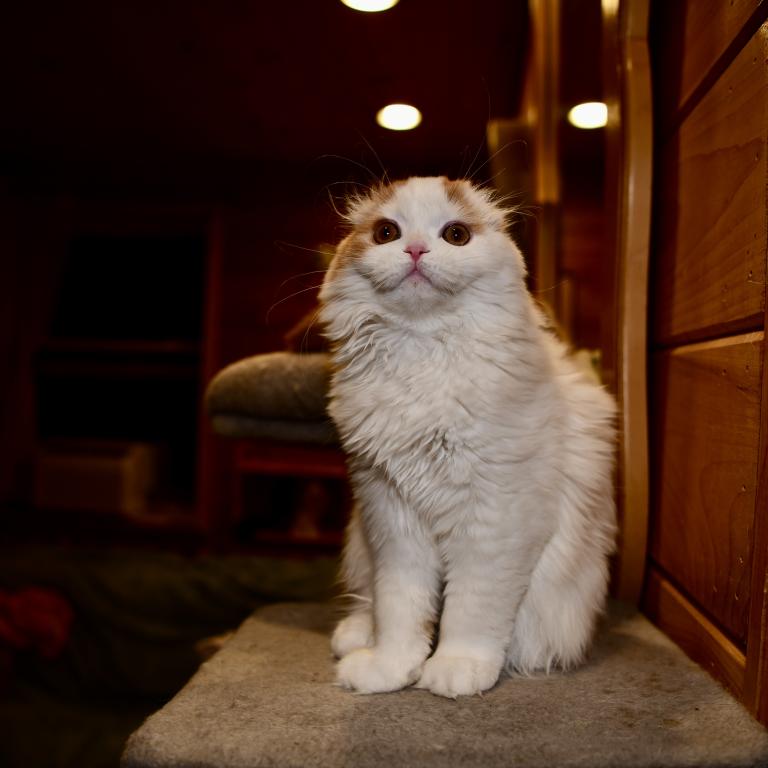 Cesar photo 5