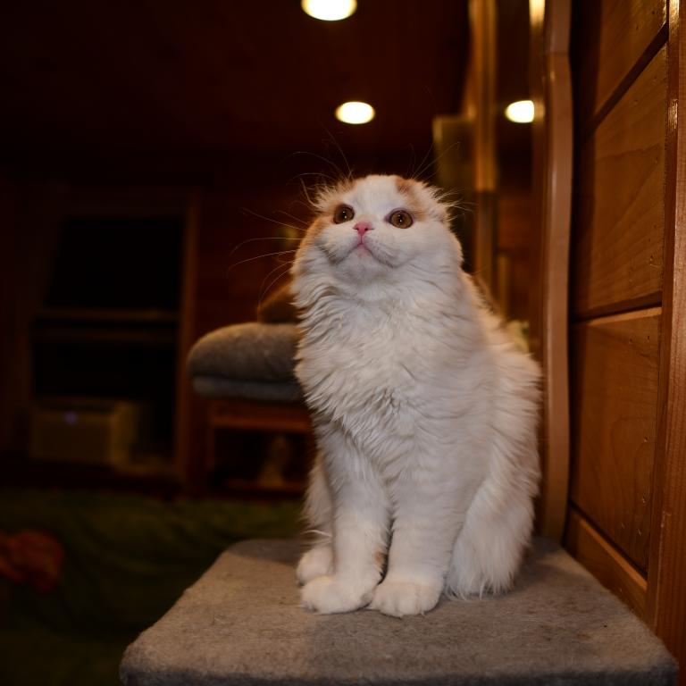 Cesar photo 4