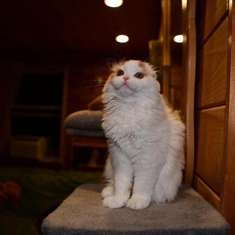 Cesar photo 3