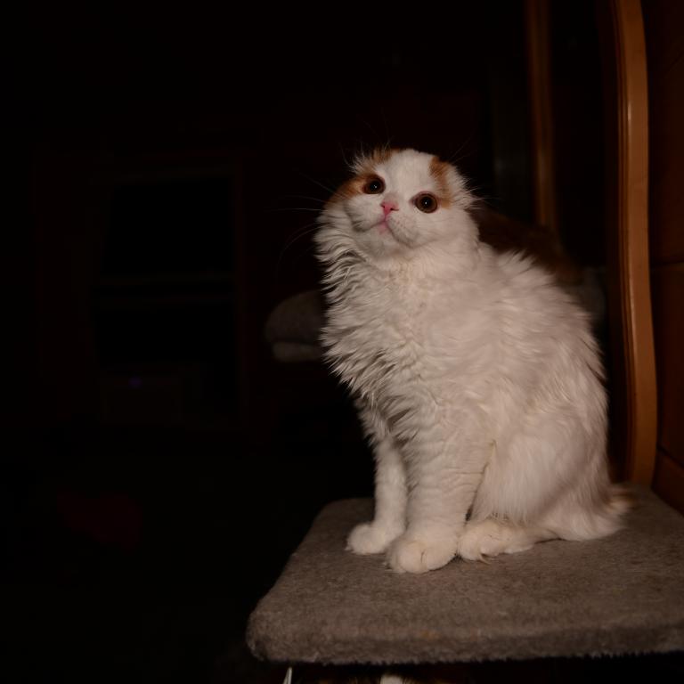 Cesar photo 2