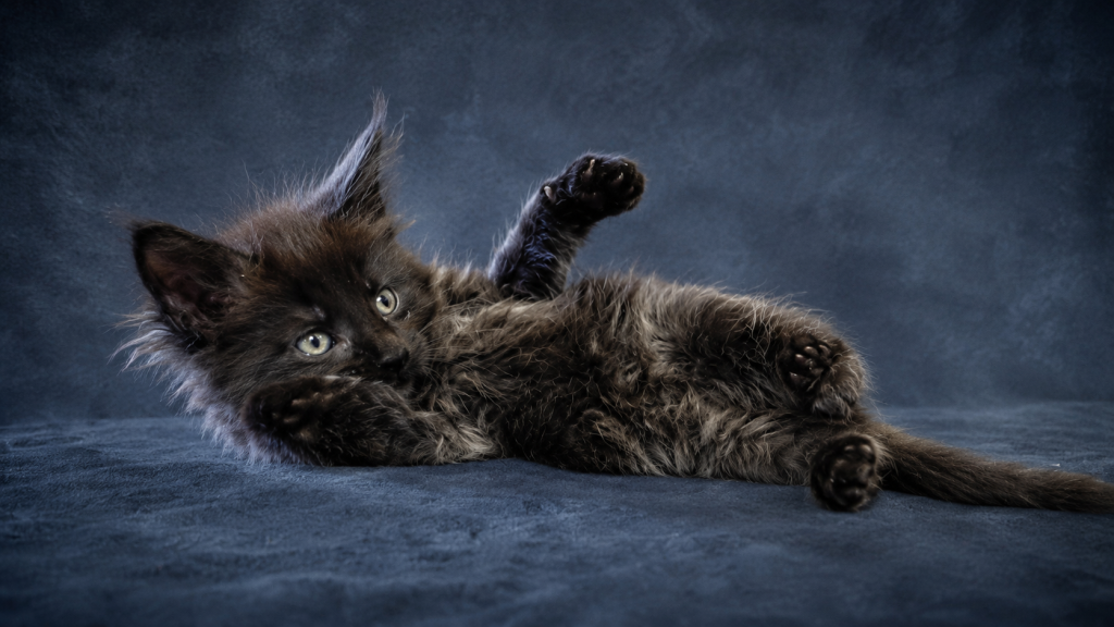 Show Quality European Maine Coon Boy  Loving photo 5