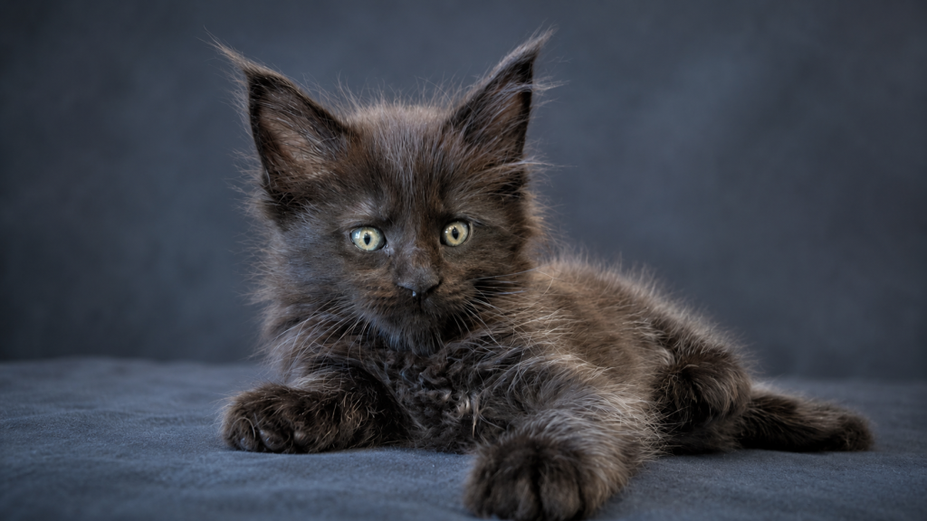 Show Quality European Maine Coon Boy  Loving photo 24