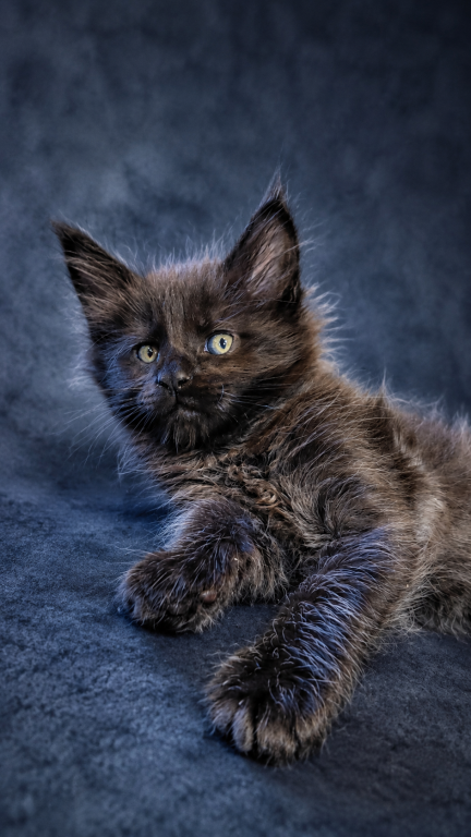 Show Quality European Maine Coon Boy  Loving photo 22