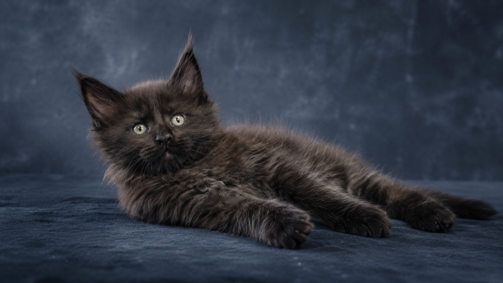 Show Quality European Maine Coon Boy  Loving photo 17