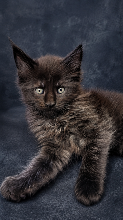 Show Quality European Maine Coon Boy  Loving photo 14