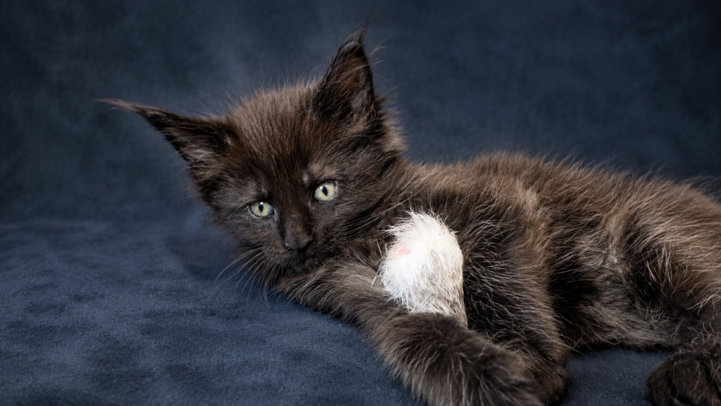 Show Quality European Maine Coon Boy  Loving photo 21
