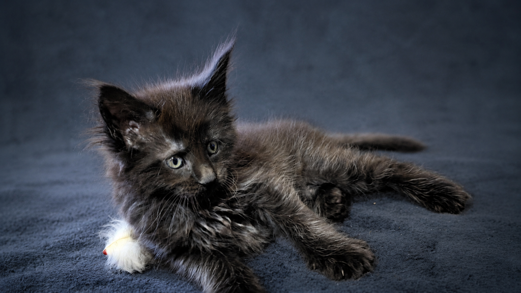 Show Quality European Maine Coon Boy  Loving photo 4