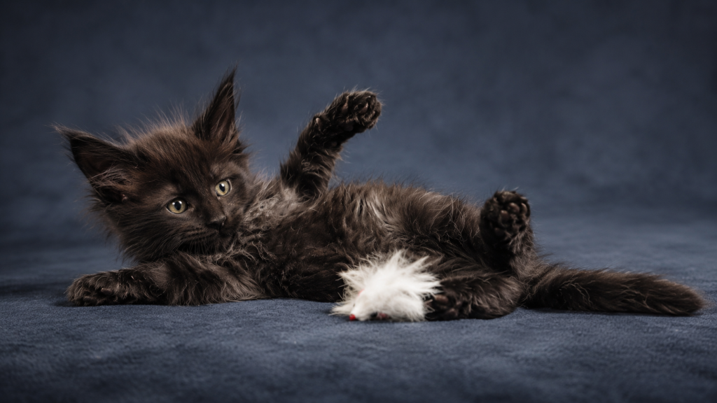 Show Quality European Maine Coon Boy  Loving photo 9