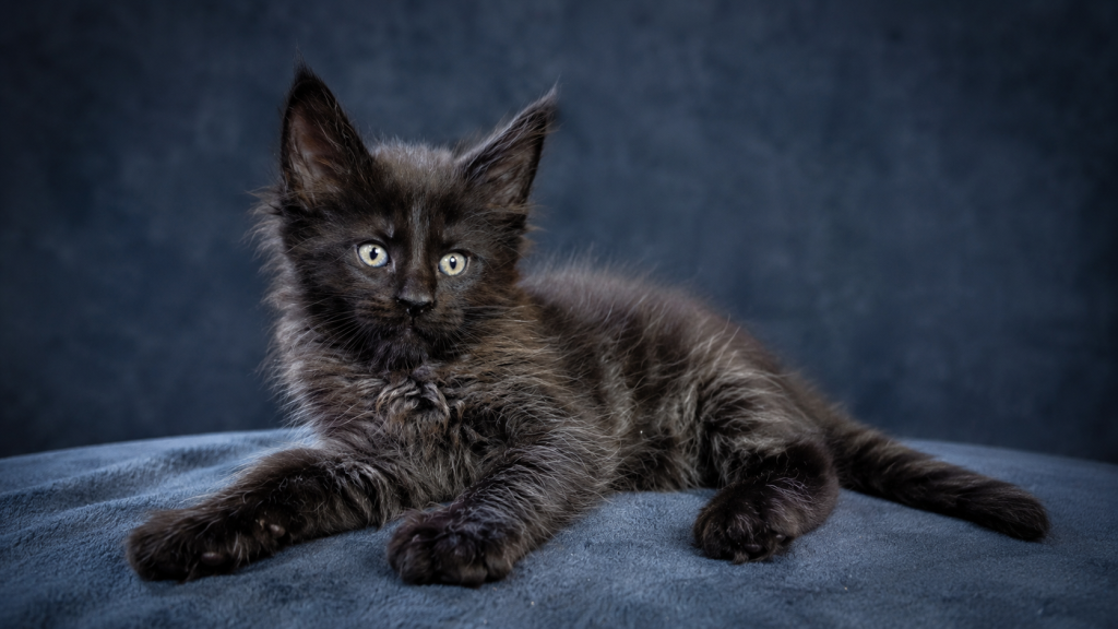 Show Quality European Maine Coon Boy  Loving photo 16