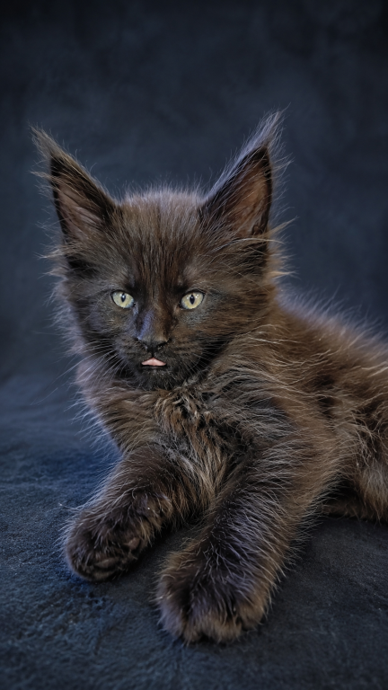 Show Quality European Maine Coon Boy  Loving photo 12