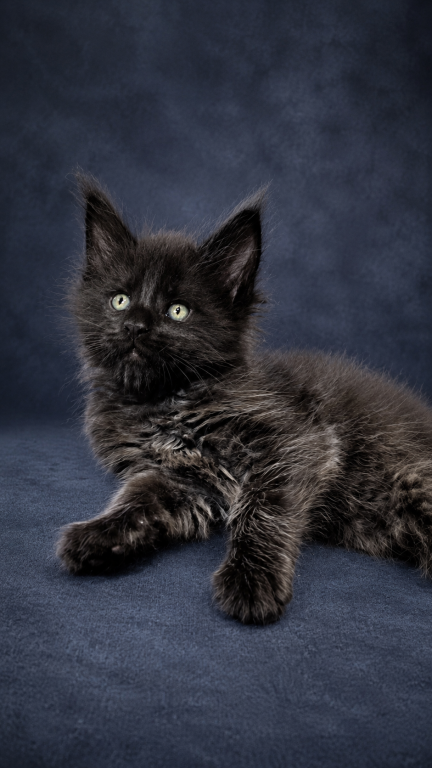 Show Quality European Maine Coon Boy  Loving photo 25