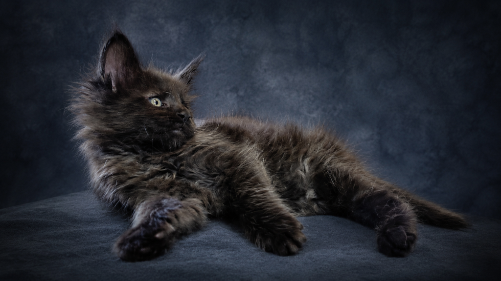 Show Quality European Maine Coon Boy  Loving photo 19