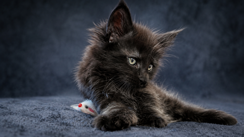 Show Quality European Maine Coon Boy  Loving photo 11