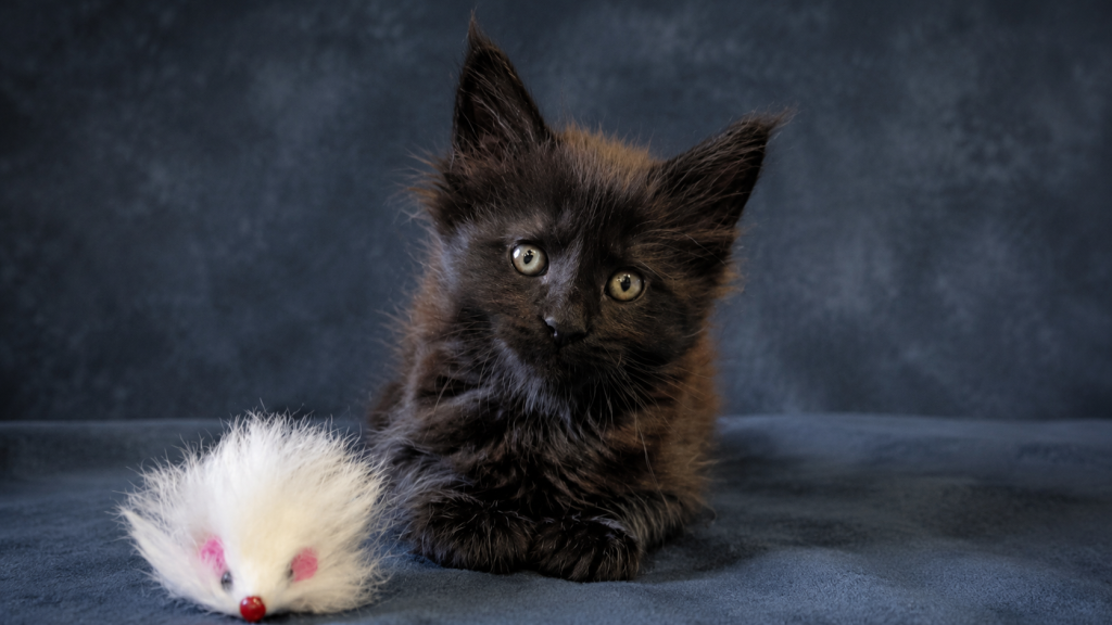 Show Quality European Maine Coon Boy  Loving photo 27