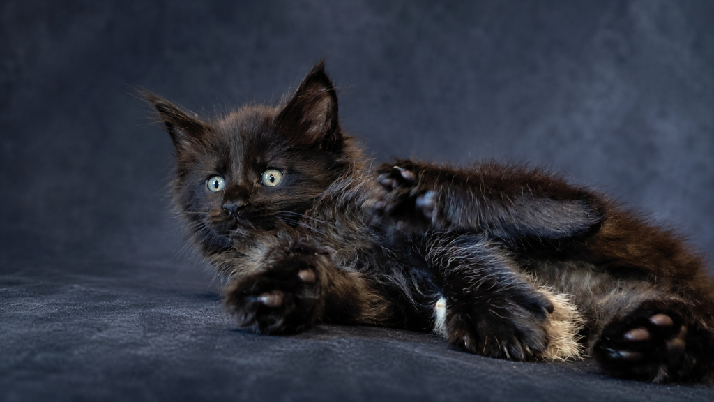 Show Quality European Maine Coon Boy  Loving photo 23