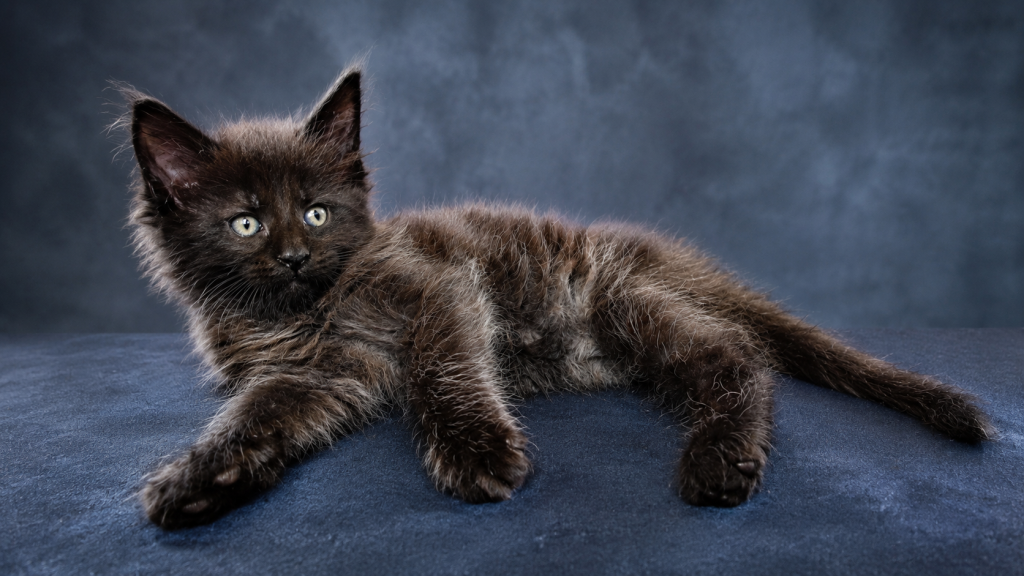 Show Quality European Maine Coon Boy  Loving photo 13