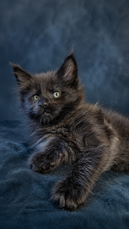 Show Quality European Maine Coon Boy  Loving photo 26