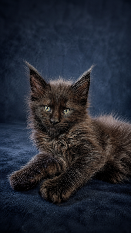 Show Quality European Maine Coon Boy  Loving