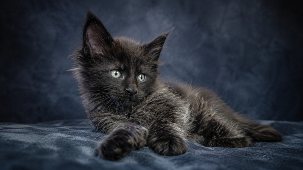 Show Quality European Maine Coon Boy  Loving photo 10