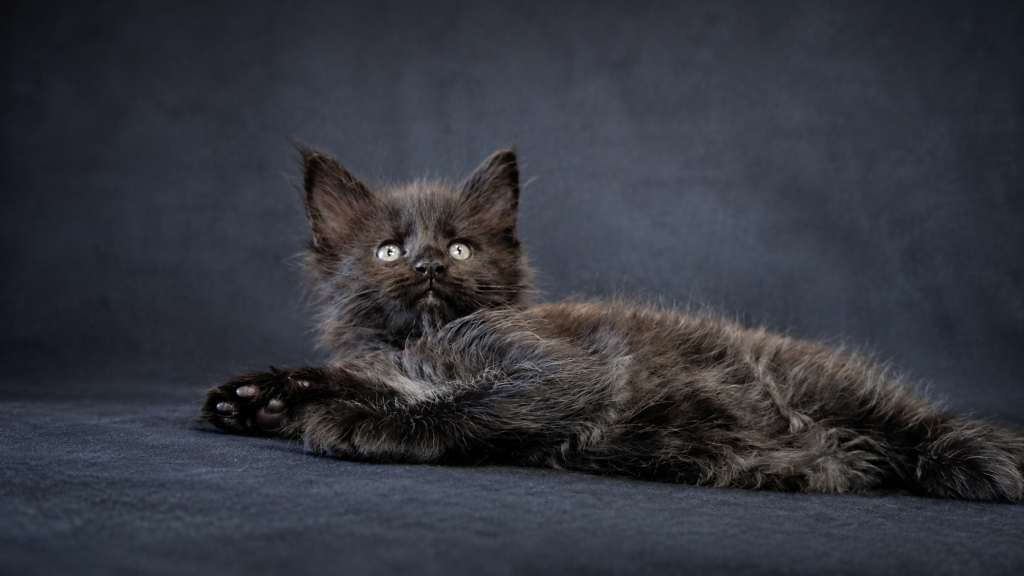 Show Quality European Maine Coon Boy  Loving photo 20