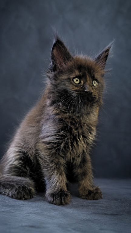 Show Quality European Maine Coon Boy  Loving photo 7