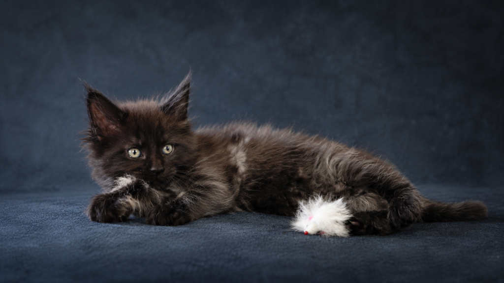 Show Quality European Maine Coon Boy  Loving photo 6