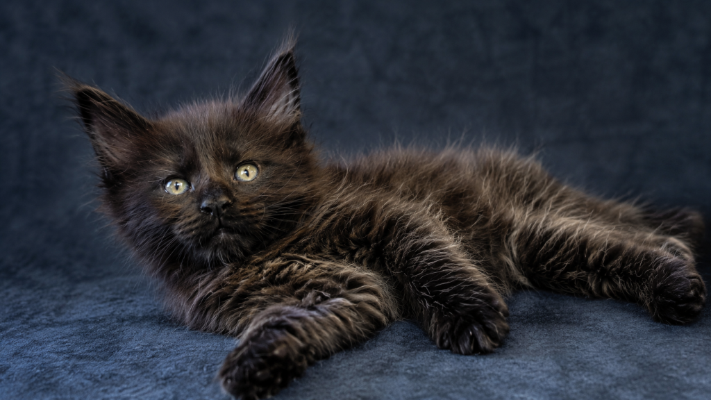 Show Quality European Maine Coon Boy  Loving photo 15