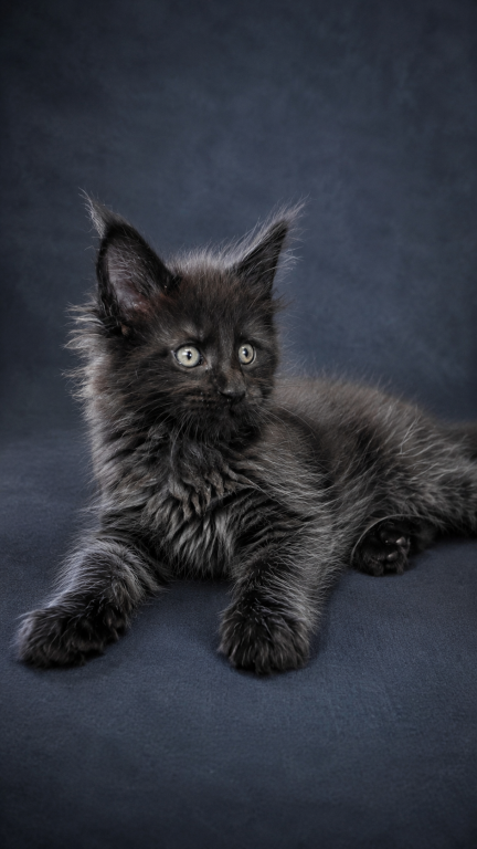 Show Quality European Maine Coon Boy  Loving photo 8