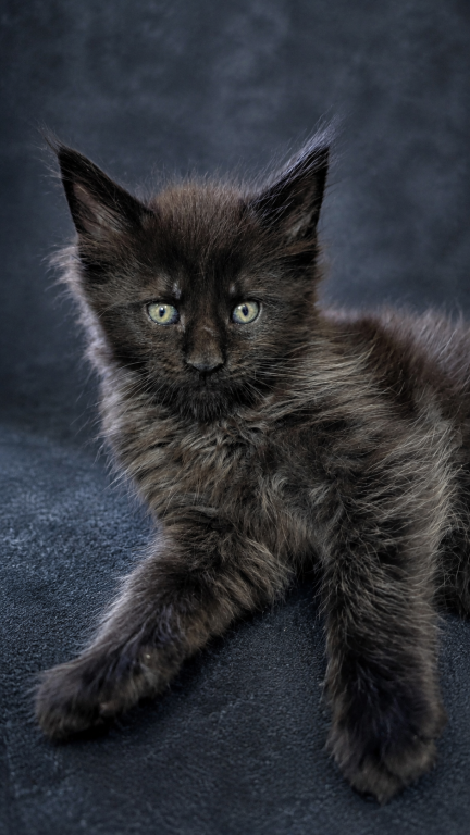 Show Quality European Maine Coon Boy  Loving photo 18