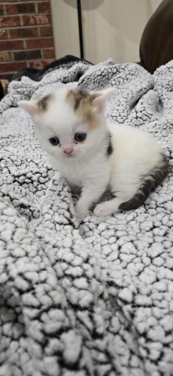 Jasmine's Litter photo 8