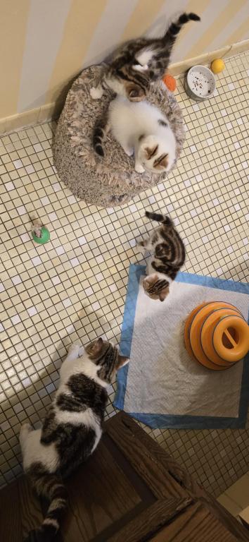 Jasmine's Litter photo 18