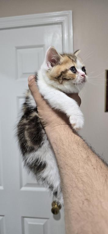 Jasmine's Litter photo 14
