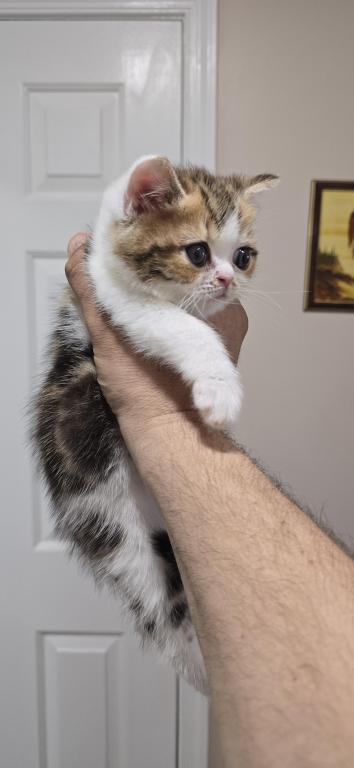 Jasmine's Litter photo 15