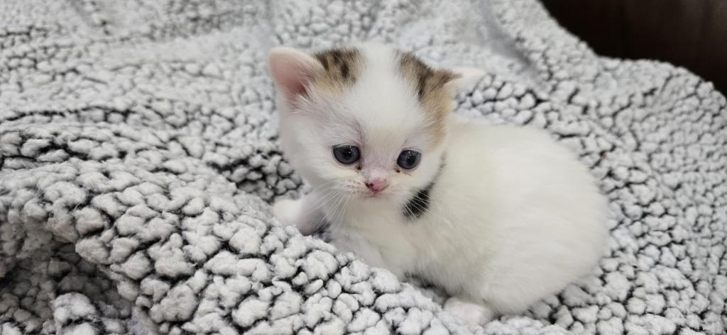 Jasmine's Litter photo 6