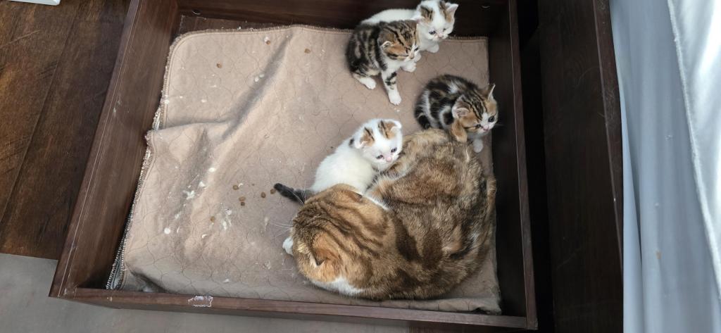 Jasmine's Litter photo 13