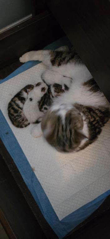 Jasmine's Litter photo 3
