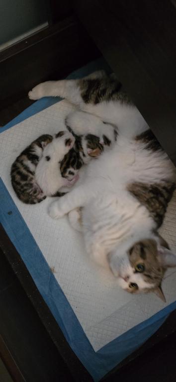 Jasmine's Litter photo 4