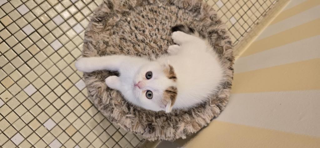 Jasmine's Litter photo 19