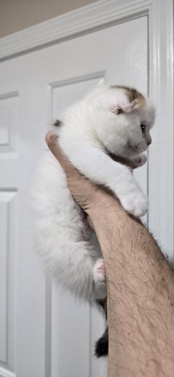 Jasmine's Litter photo 16