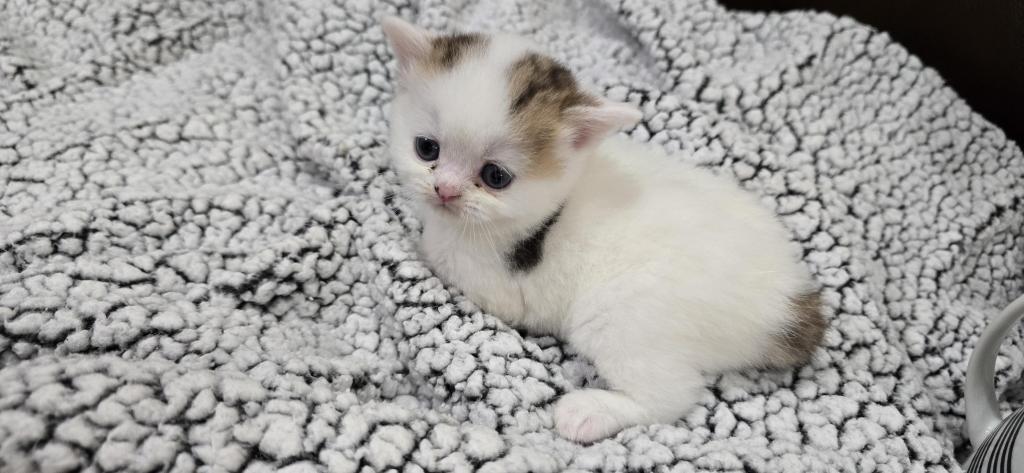 Jasmine's Litter photo 7