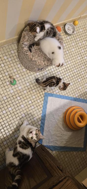 Jasmine's Litter photo 17