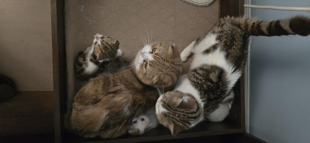 Jasmine's Litter photo 9