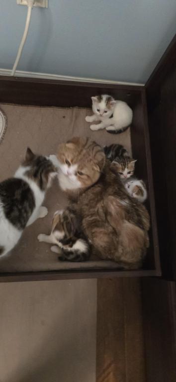 Jasmine's Litter photo 12