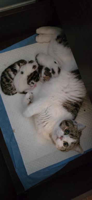 Jasmine's Litter photo 2