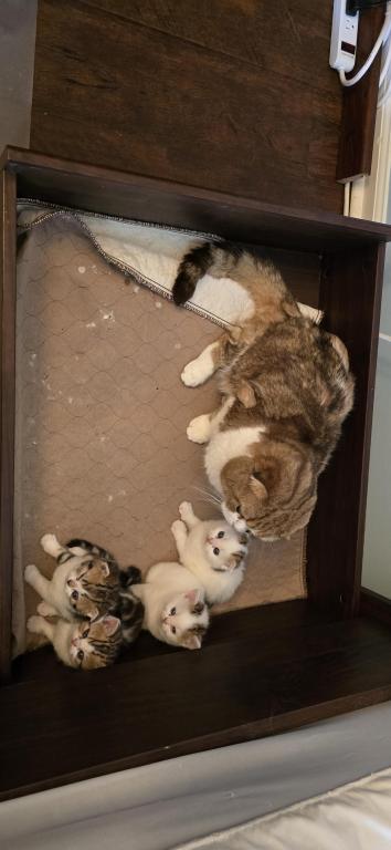 Jasmine's Litter photo 11