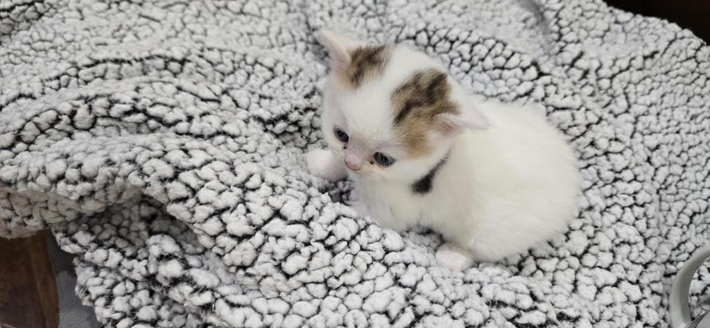 Jasmine's Litter photo 5