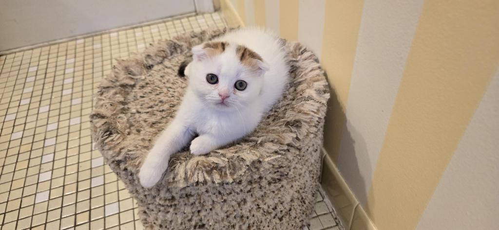 Jasmine's Litter photo 21