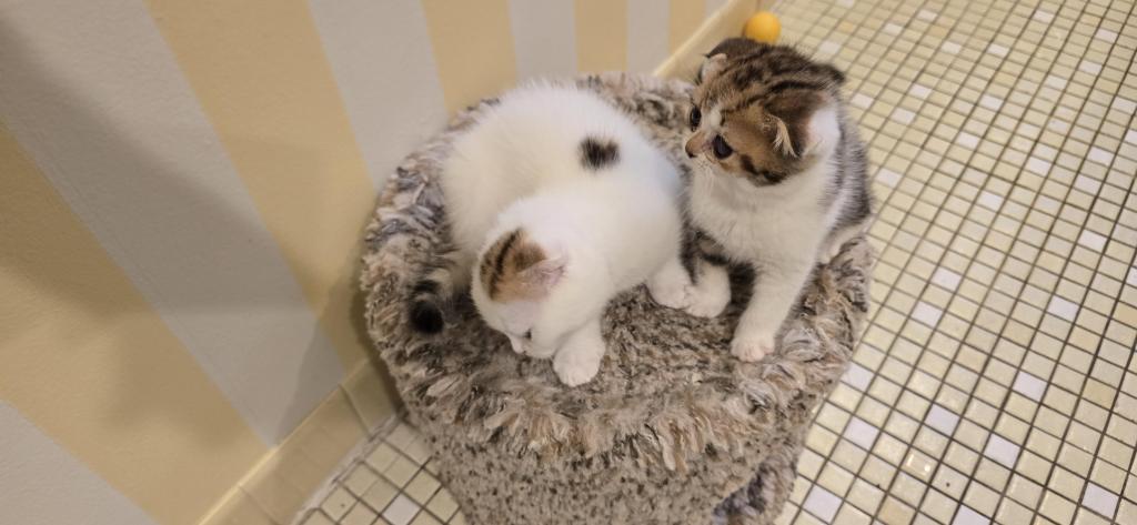 Jasmine's Litter