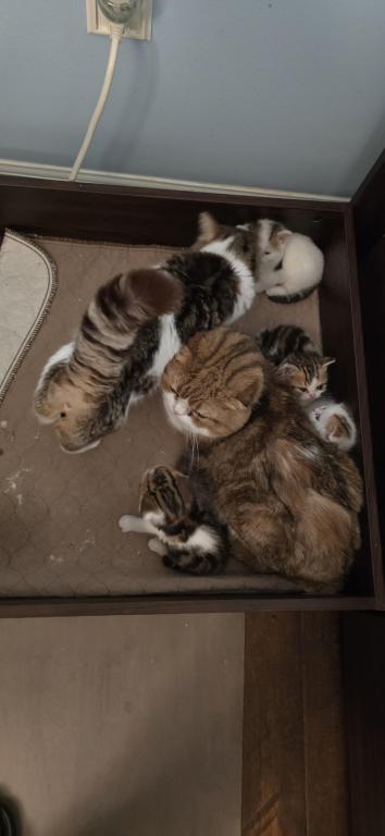 Jasmine's Litter photo 10
