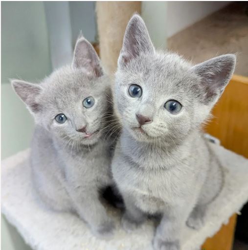 Russian Blue For You